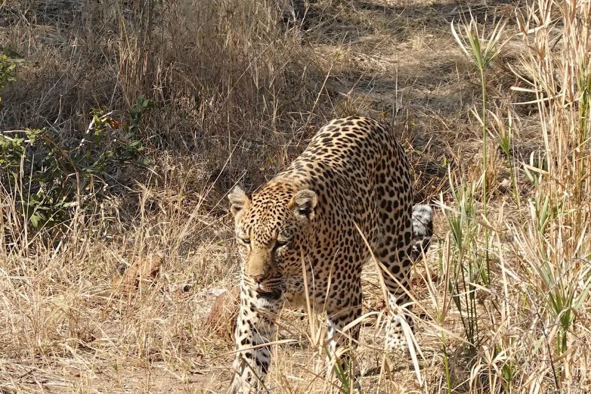 Rhythm Africa Tours and Safaris in White River