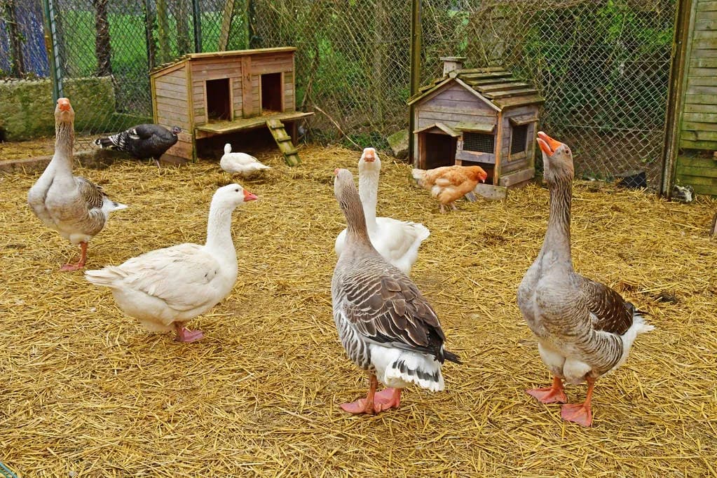 Cape Poultry Farm in Tokai